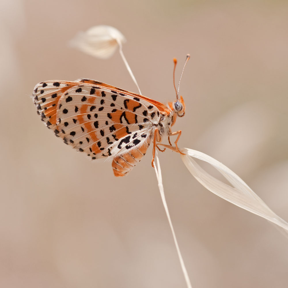 Melitaea persea